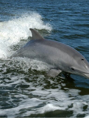 A bottlenose dolphin? Or Tursiops truncatus? Why biologists give ...