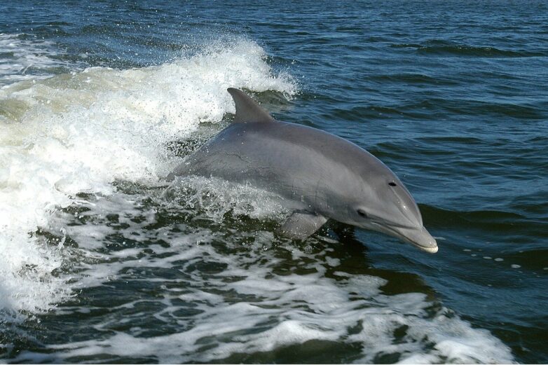 A bottlenose dolphin? Or Tursiops truncatus? Why biologists give ...