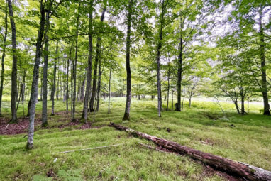 Archaeologists uncover massive 1,000-year-old Native American ...