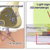 Brain-inspired vision sensor enhances object outline extraction in ...