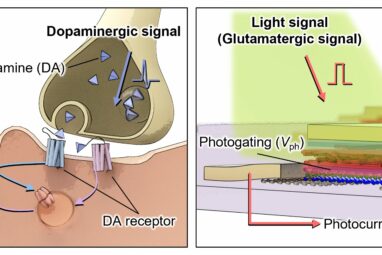 Brain-inspired vision sensor enhances object outline extraction in ...