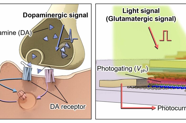 Brain-inspired vision sensor enhances object outline extraction in ...