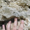 Fossil corals point to possibly steeper sea level rise under a ...