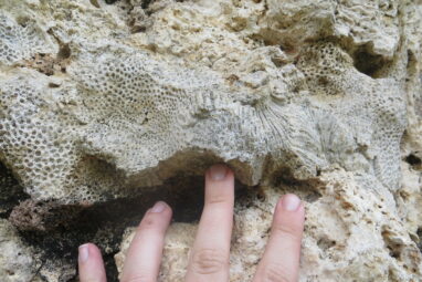 Fossil corals point to possibly steeper sea level rise under a ...
