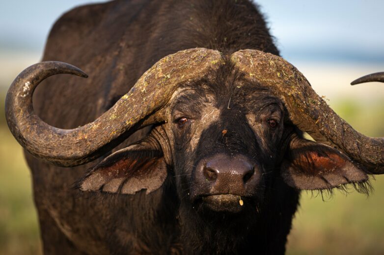How herbivore communities remained remarkably resilient for 60 ...