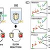 Keeping time in cyanobacteria: Scientists discover 'ticking ...
