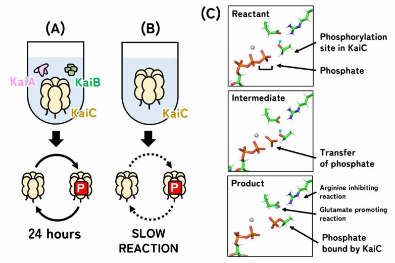 Keeping time in cyanobacteria: Scientists discover 'ticking ...