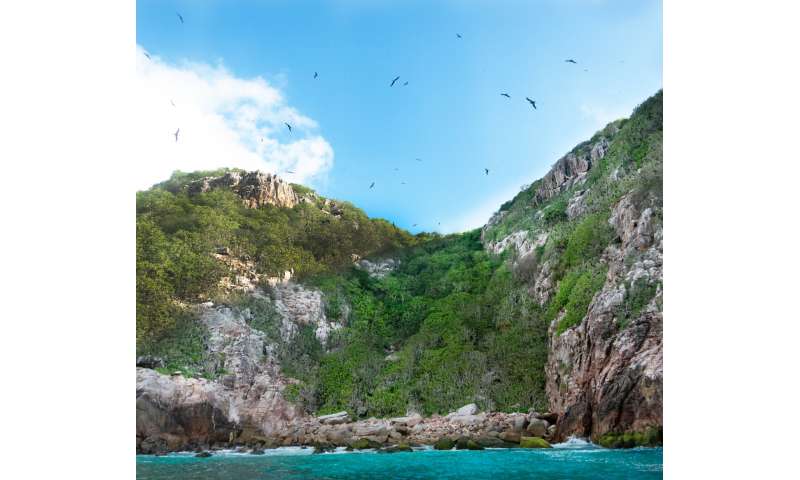 Eliminating invasive rats may restore the flow of nutrients across food chain networks in Seychelles