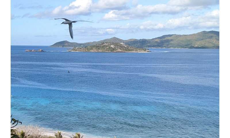 Eliminating invasive rats may restore the flow of nutrients across food chain networks in Seychelles