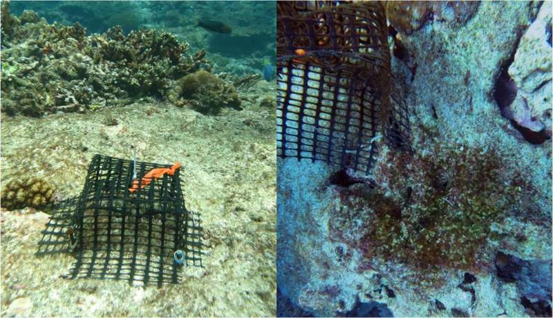 Eliminating invasive rats may restore the flow of nutrients across food chain networks in Seychelles