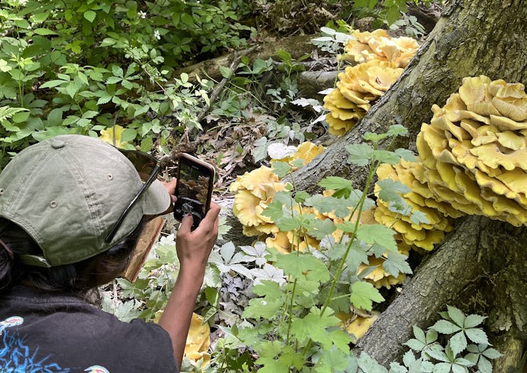 A woman with a phone camera takes pictures of large clumps of yellow mushrooms growing all over the base of a tree.