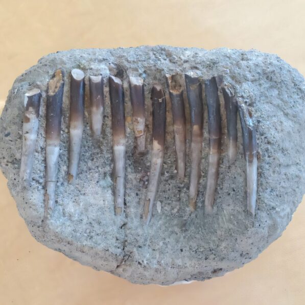 Clues for dinosaurs' diets found in the chemistry of their fossil ...