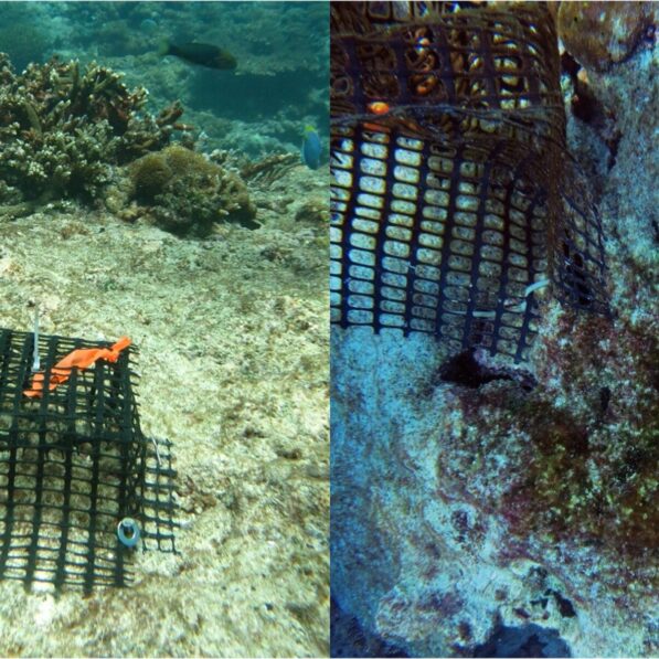 Eliminating invasive rats may restore nutrient flow across food ...