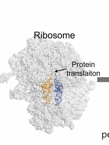 First-ever ribosomal synthesis of cyclic peptides opens new ...