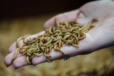 Neanderthals likely ate fermented meat, side of maggots