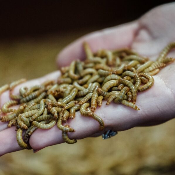 Neanderthals likely ate fermented meat, side of maggots