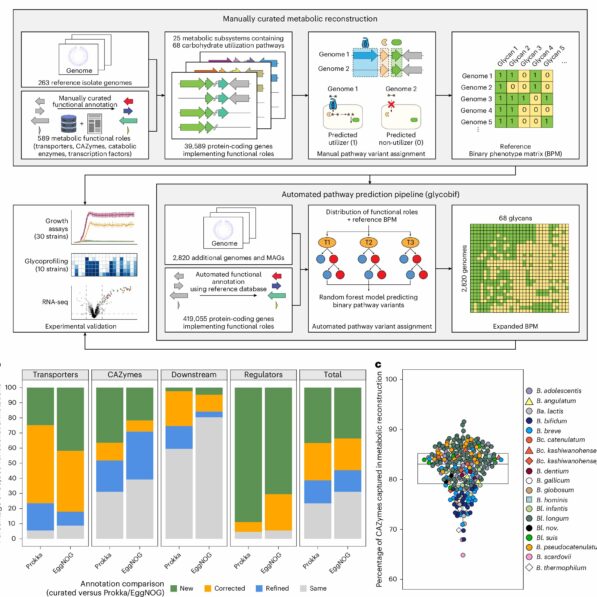 Study maps Bifidobacterium genes to guide personalized probiotic ...