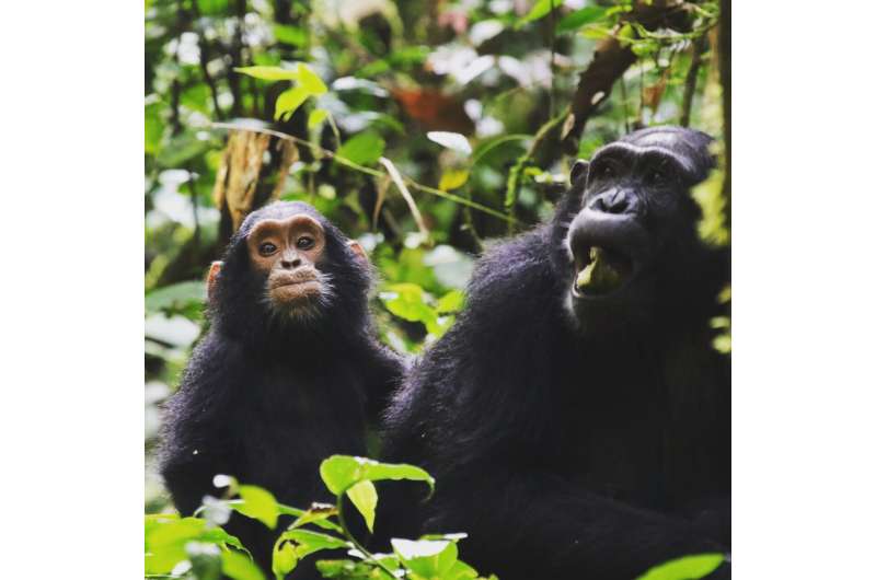 How 'scrumping' apes may have given us a taste for alcohol