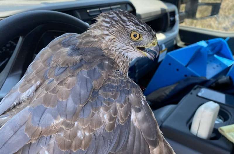 Home is where the airfields are: What happens when hawks are moved from Los Angeles airports