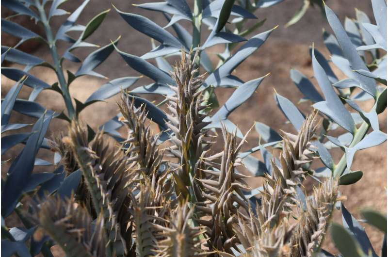 How a rare cycad's wax crystals conjure blue without pigment