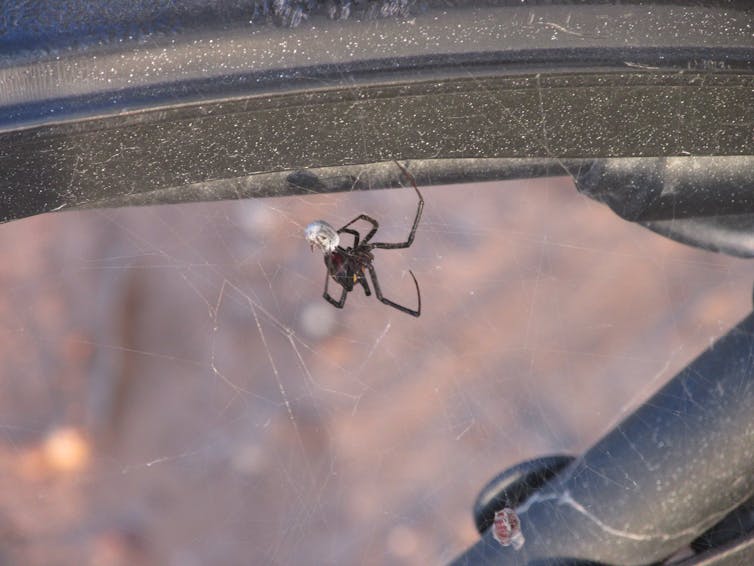 Image of a black spider spinning an an irregular web
