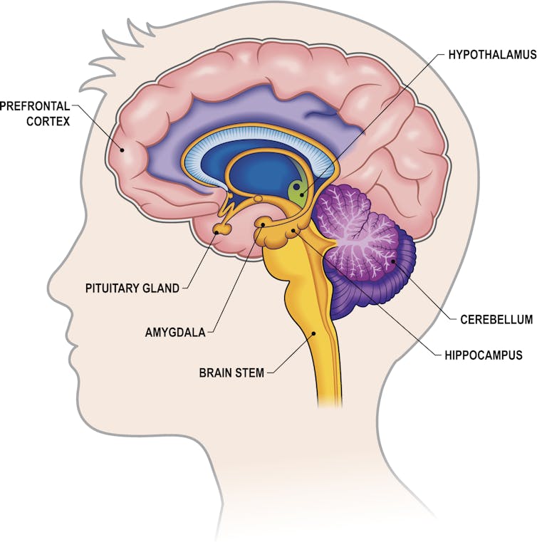 A side view of the brain, with the prefrontal cortex at the front marked, and the amygdala in the center.