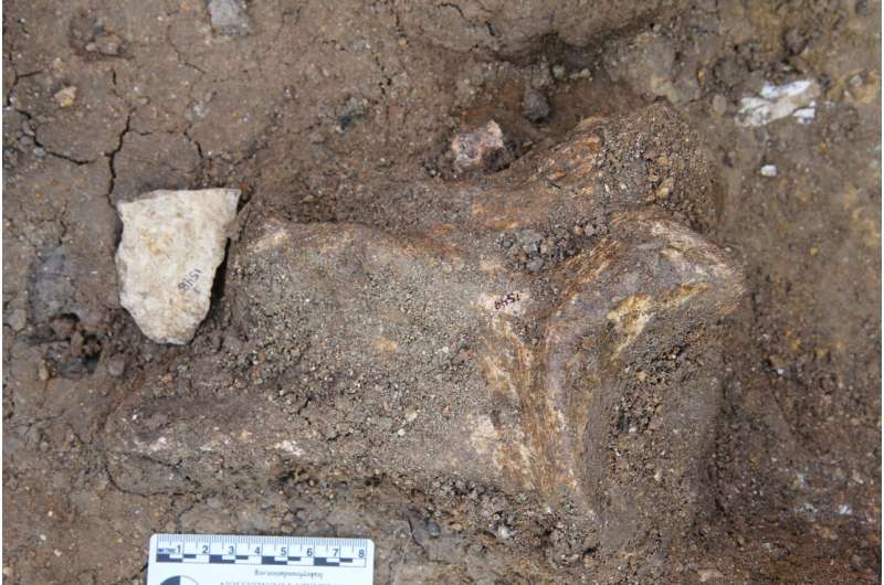 To craft early tools, ancient human relatives transported stones over long distances 600,000 years earlier than previously thought