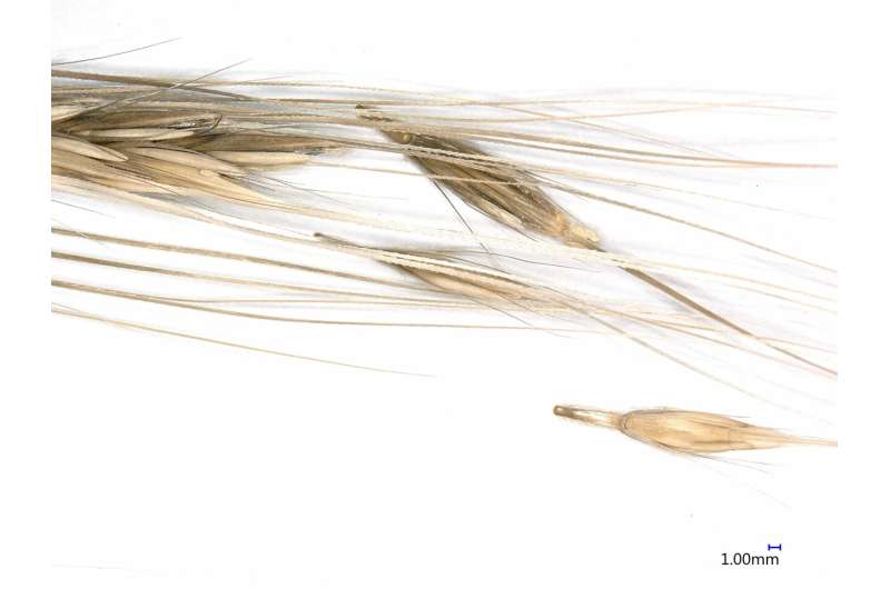 New discovery of wild cereal foraging – a precursor to agriculture – far from the fertile crescent