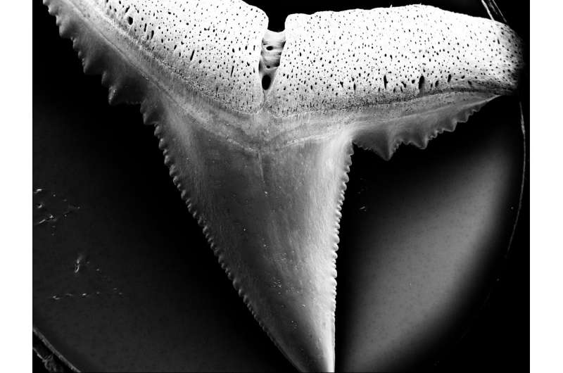 'Built for cutting flesh, not resisting acidity': sharks may be losing deadly teeth to ocean acidification