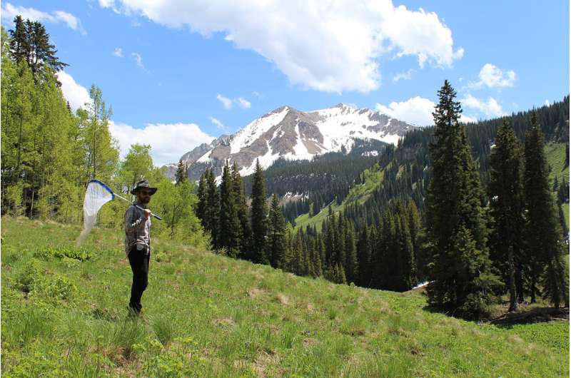 For bees, diet isn't one-size-fits-all