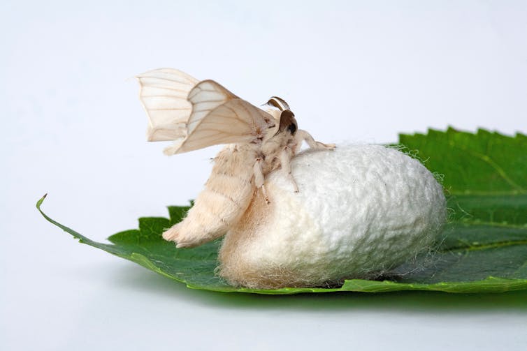 A white moth sitting on a white cocoon on top of a leaf