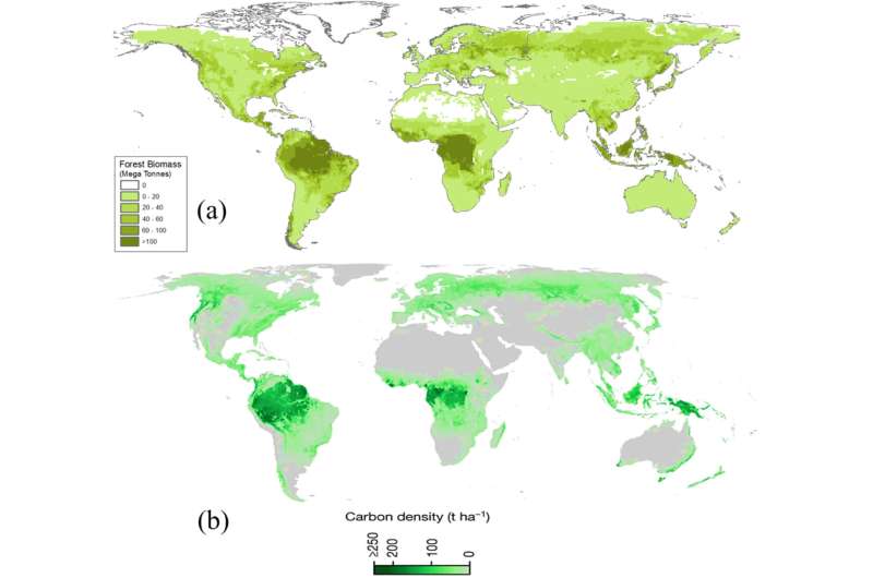 Global forests store vast carbon wealth but credit systems undervalue their true potential, study finds