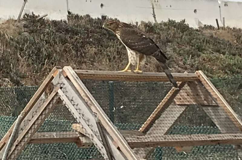 Home is where the airfields are: What happens when hawks are moved from Los Angeles airports
