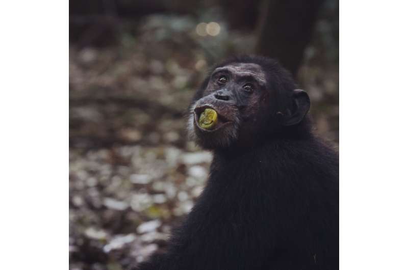 How 'scrumping' apes may have given us a taste for alcohol