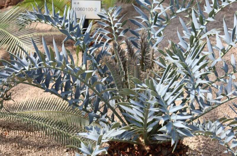 How a rare cycad's wax crystals conjure blue without pigment