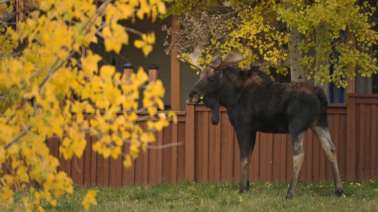 A large brown moose with giant antlers stands in front of tan fences. The moose is surrounded by aspen leaves changing colors into their yellow fall hues.