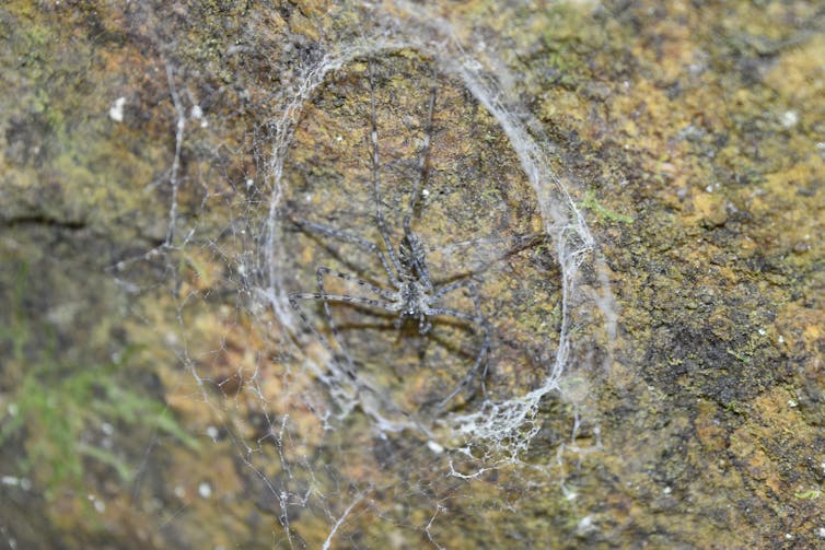 A black and brown spider camouflaged over a mossy rock, with a circular, flat web around it, stuck to the rock