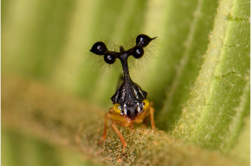Static electricity sense could be factor in evolution of extreme body shapes of treehoppers