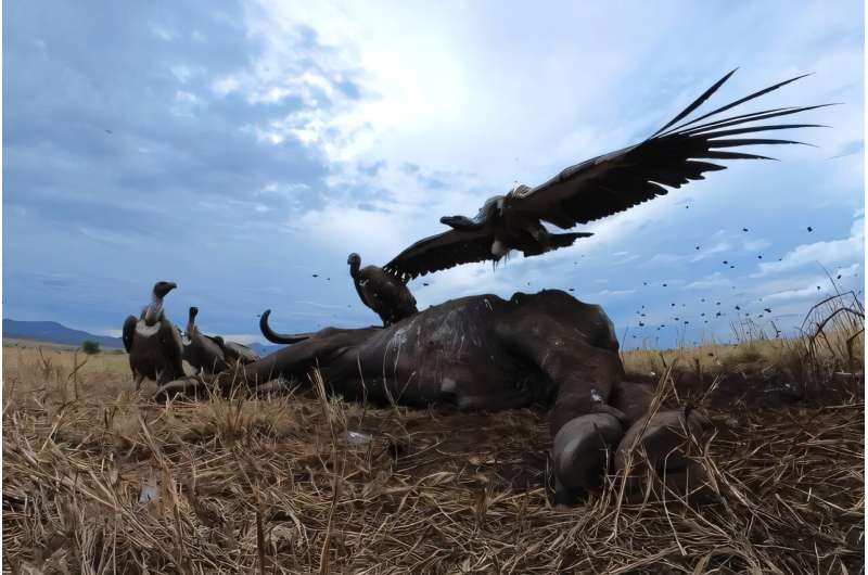 Tagging vultures can reveal vulture poisoning and prevent mass mortalities in endangered vulture species