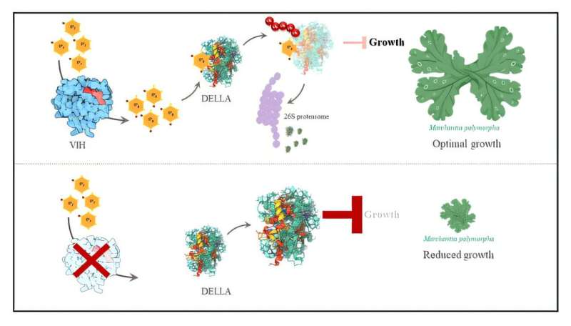 Uncovering an ancient mechanism of growth and development in land plants