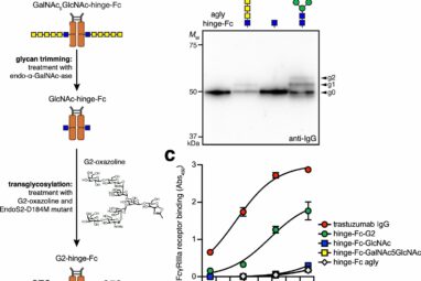 Bioengineered bacteria could lead to therapeutic antibody drugs