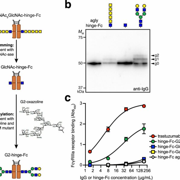 Bioengineered bacteria could lead to therapeutic antibody drugs