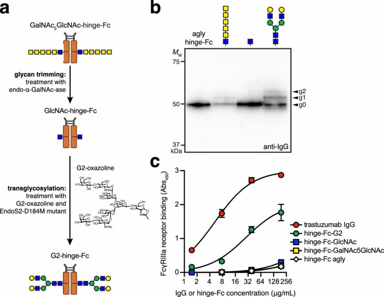 Bioengineered bacteria could lead to therapeutic antibody drugs