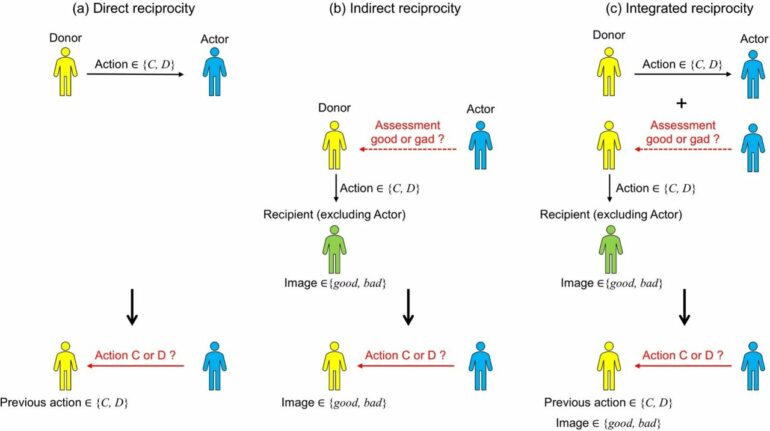 Blending direct and indirect reciprocity: Researchers create ...