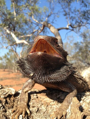 Bearded dragon embryos become females either through sex ...
