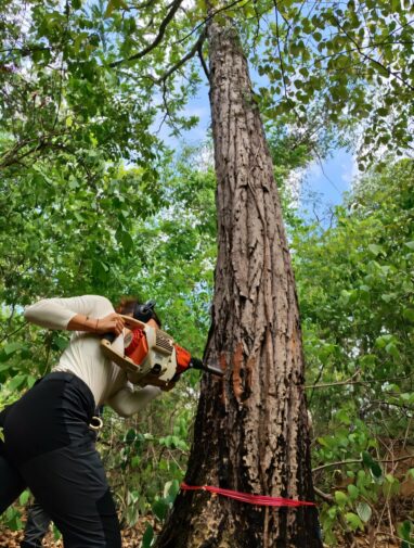 Drought has a limited effect on tropical-tree growth—but hotter ...