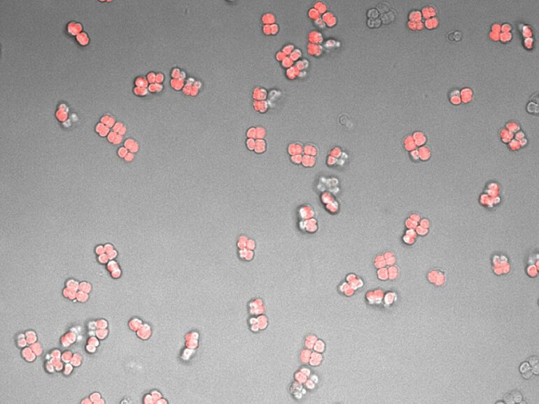 Engineer teams up with renowned poet to encode poetry into a ...