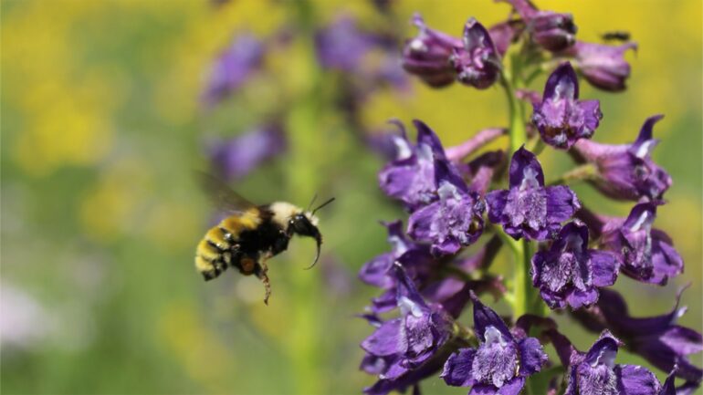 For wild bumble bees, diet isn't one-size-fits-all