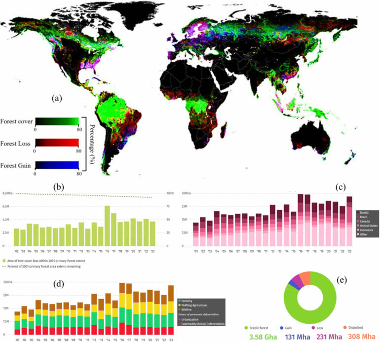 Global forests store vast carbon wealth but credit systems ...