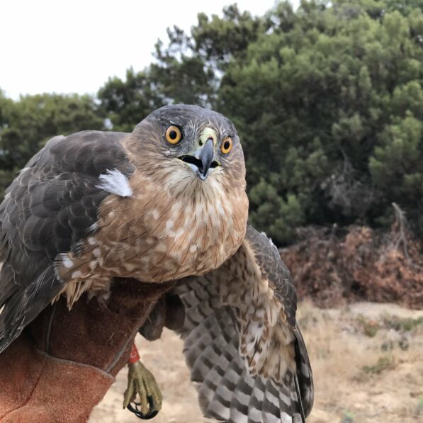 Home is where the airfields are: What happens when hawks are moved ...